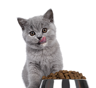 Cat Food