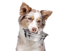 Dog Food