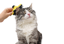 Grooming