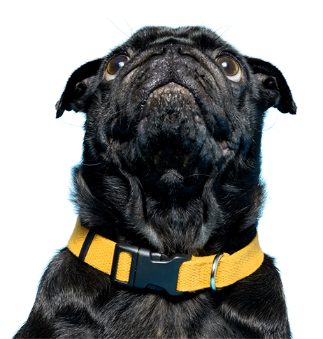 Oneplan Dog