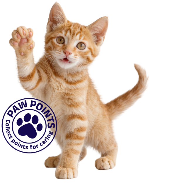 Paw Points Cat